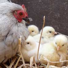 Fishers Mobile Farm - Laura & her chicks